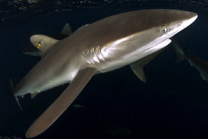 Carcharhinus falciformis by Mathieu Foulquié 